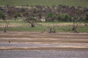 landscape (9)